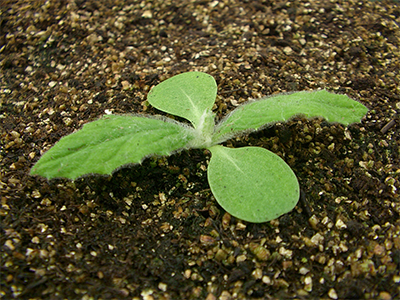 young canada thistle weed