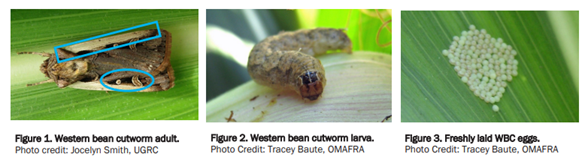 how to identify WBC