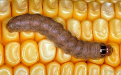 purple eggs indicating imminent hatch