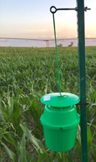 bucket trap set at 4 ft (1.2 m) above the ground 