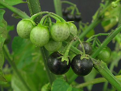 eastern black nightshade close up