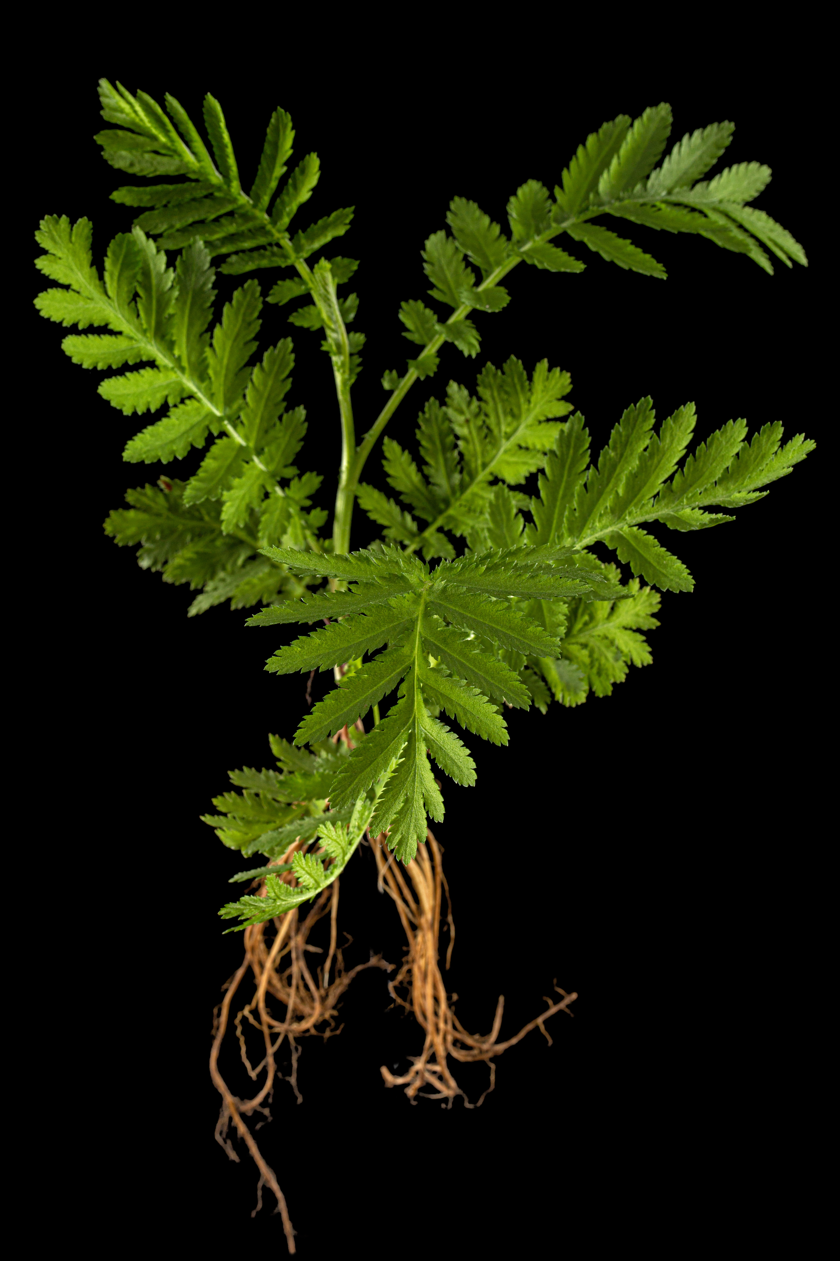 common tansy weed