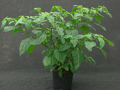 full plant of eastern black nightshade