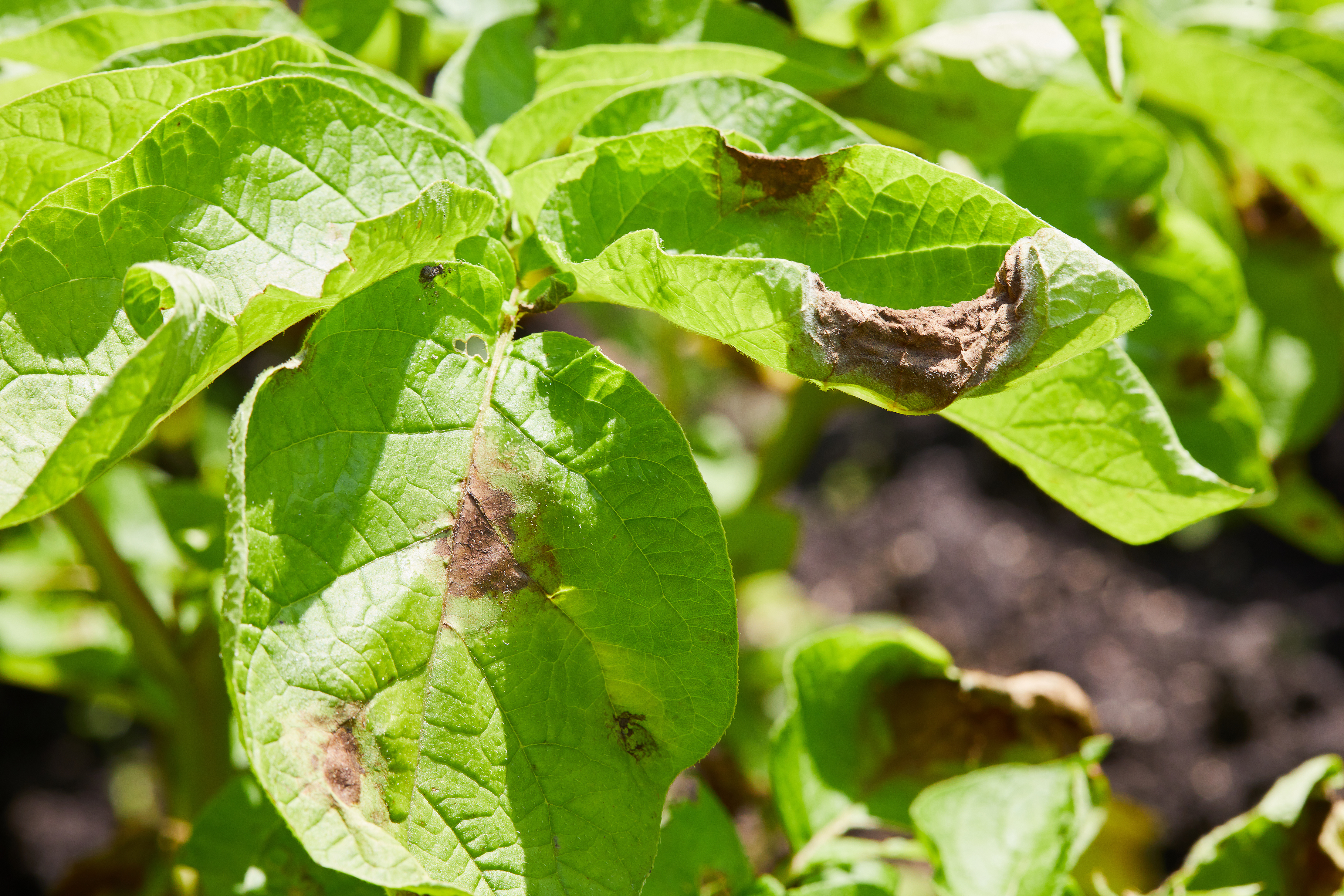 leaf blight