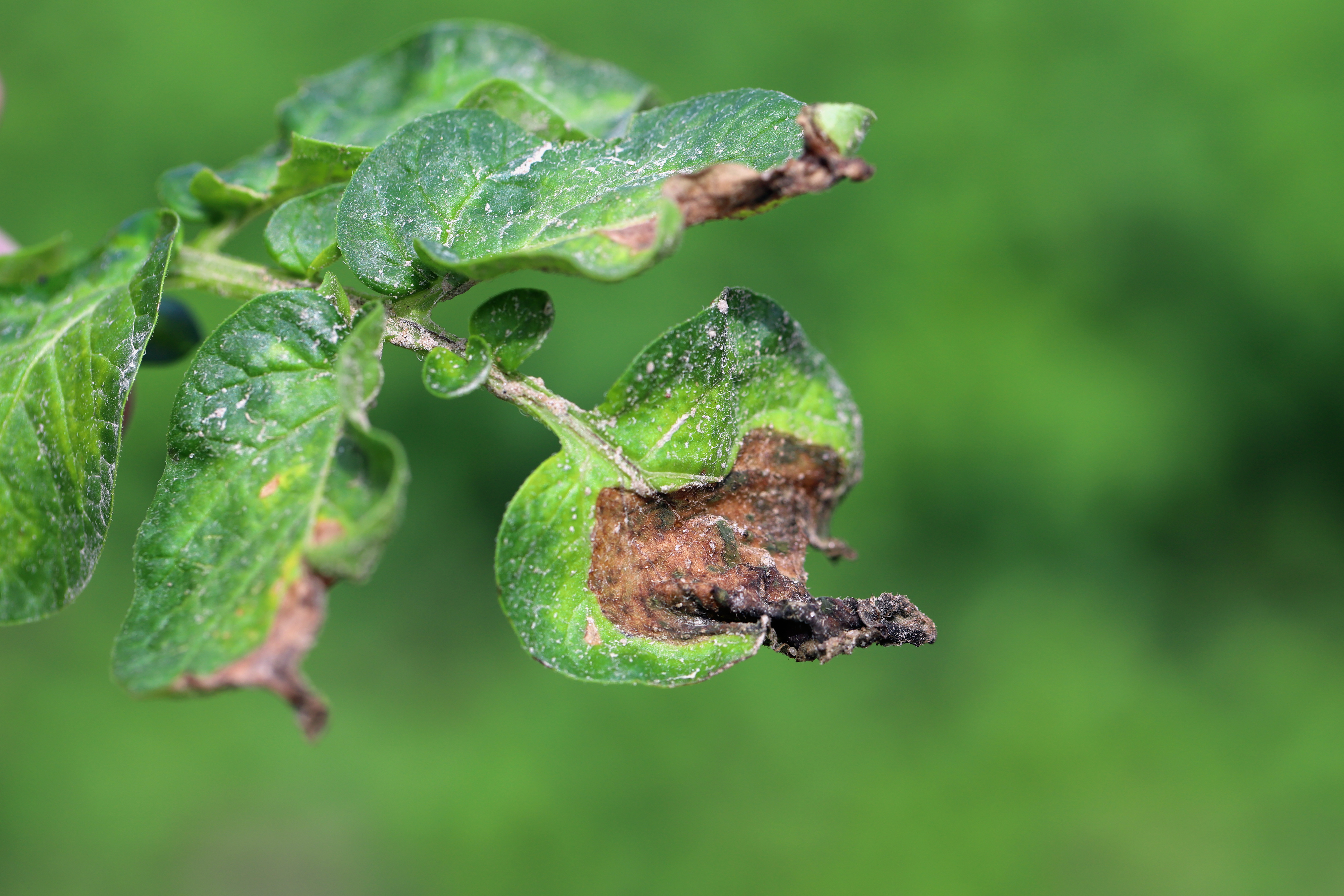 leaf blight